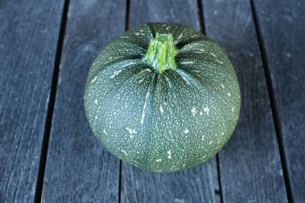 Courgette ronde de Nice / Cucurbita pepo