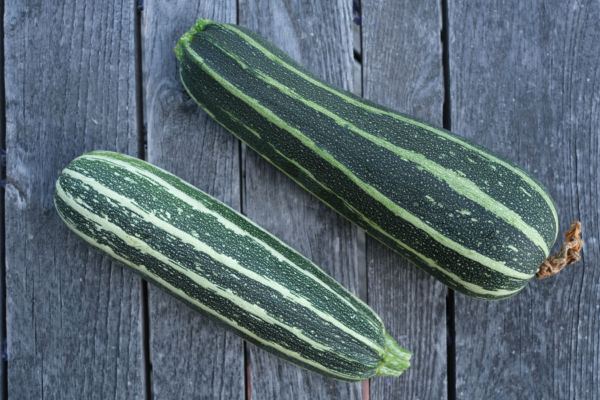 Courgette verte striée d'Italie / Cucurbita pepo