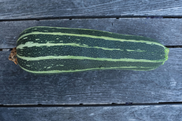 Courgette verte striée d'Italie / Cucurbita pepo – Image 2