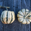 Patidou 'Sweet Dumpling' / Cucurbita pepo – Image 4