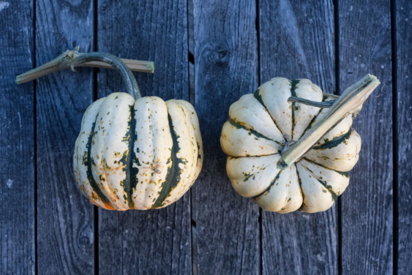 Patidou 'Sweet Dumpling' / Cucurbita pepo – Image 4