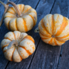 Patidou 'Sweet Dumpling' / Cucurbita pepo – Image 3