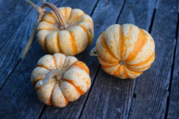 Patidou 'Sweet Dumpling' / Cucurbita pepo – Image 3