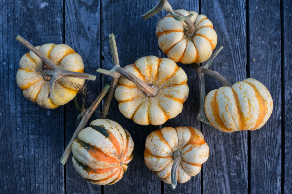 Patidou 'Sweet Dumpling' / Cucurbita pepo – Image 2