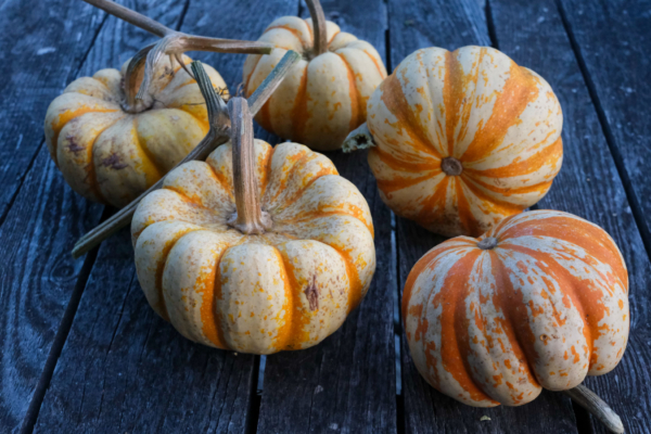 Patidou 'Sweet Dumpling' / Cucurbita pepo