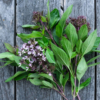 Basilic thaï / Ocimum basilicum var. thyrsiflora