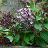 Basilic thaï / Ocimum basilicum var. thyrsiflora – Image 3