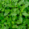 Basilic thaï / Ocimum basilicum var. thyrsiflora – Image 2