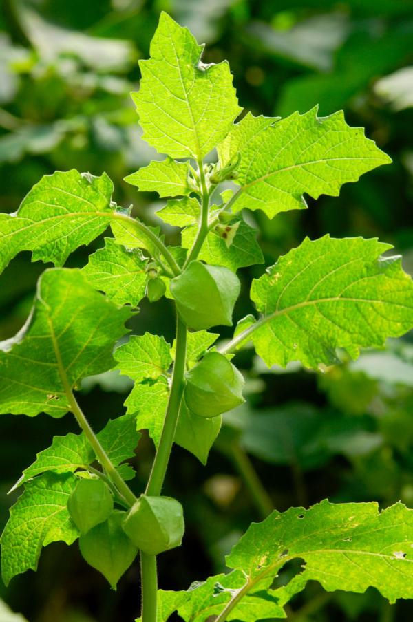 Coqueret du Pérou / Physalis pruinosa – Image 4