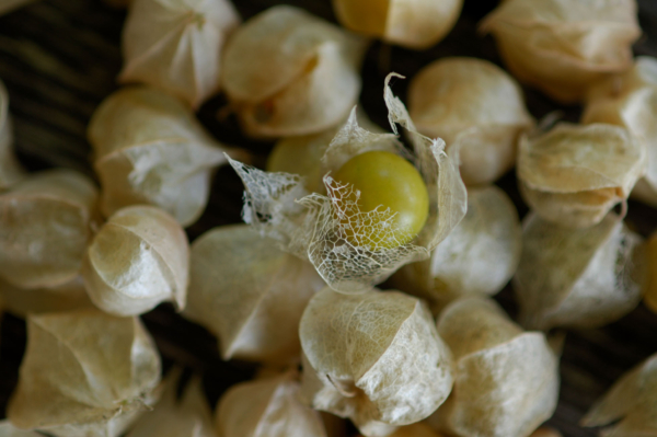 Coqueret du Pérou / Physalis pruinosa – Image 3