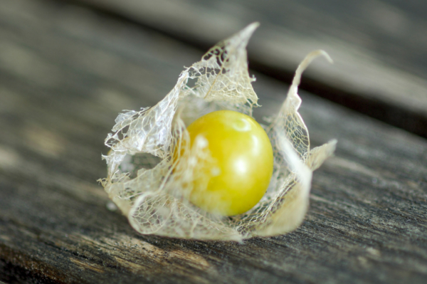 Coqueret du Pérou / Physalis pruinosa