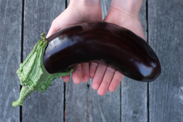 Aubergine Diamond / Solanum melongena