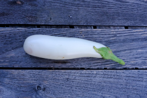 Aubergine Dourga / Solanum melongena – Image 2