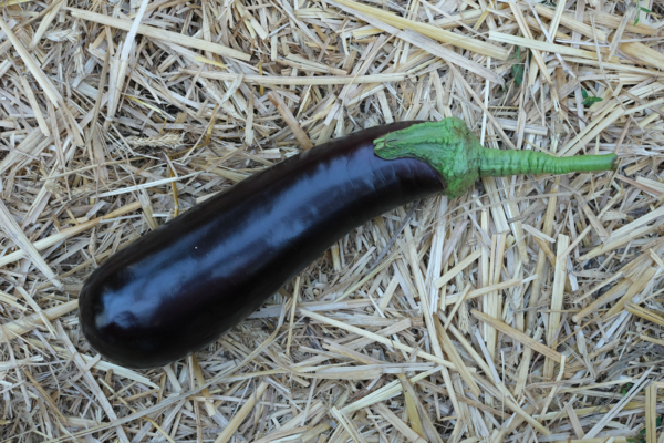 Aubergine longue violette hâtive / Solanum melongena – Image 4