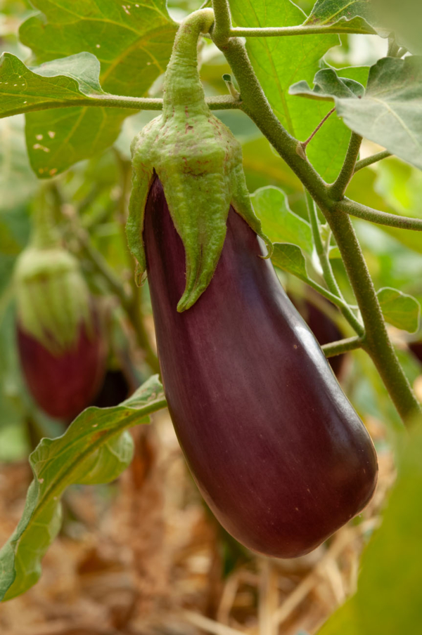 Aubergine violette de Toulouse / Solanum melongena