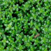 Thym serpolet 'Lemon Curd' / Thymus serpyllum 'Lemon Curd'