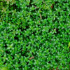 Thym serpolet 'Lemon Curd' / Thymus serpyllum 'Lemon Curd' – Image 2