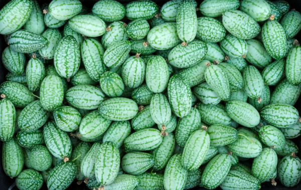 Cucamelon / Zehneria scabra